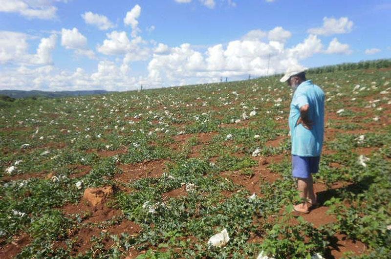 Perdas na planta&ccedil;&atilde;o de milho chegam a 70%