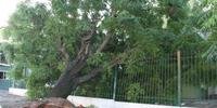 Em Livramento, vendaval derrubou árvores 