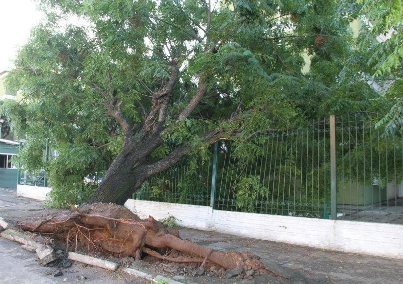 Em Livramento, vendaval derrubou &aacute;rvores 