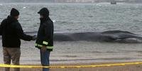 Baleia de nove metros encalha em praia de Nova Iorque