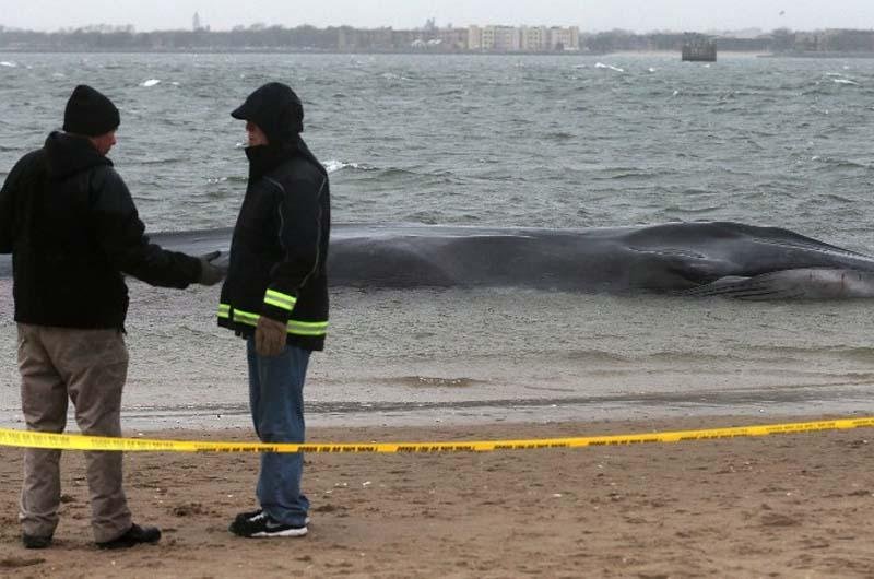 Baleia de nove metros encalha em praia de Nova Iorque