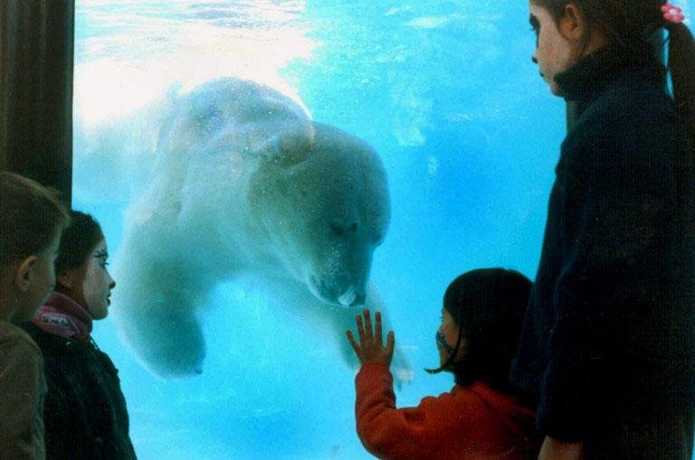 Estresse e calor matam urso polar em zool&oacute;gico na Argentina