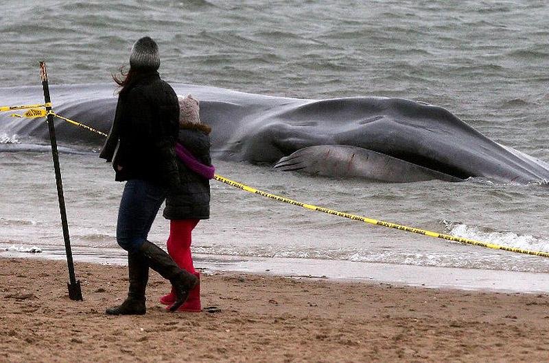 Baleia ficou encalhada em praia de Nova Iorque