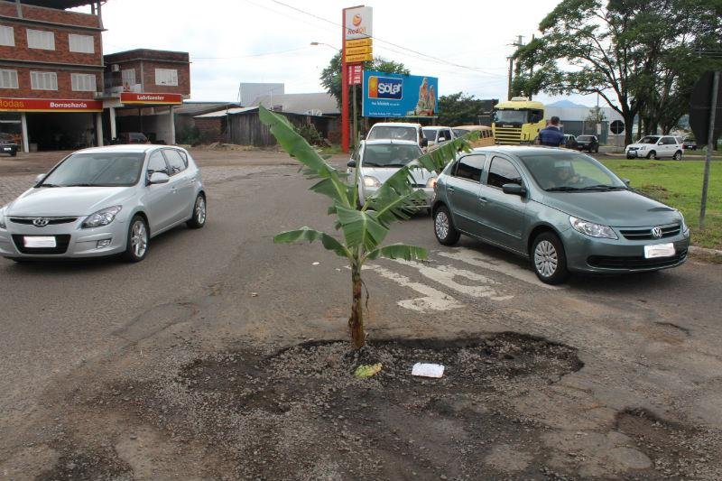 P&eacute; de bananeira foi plantado no meio da ERS 030, em Encantado