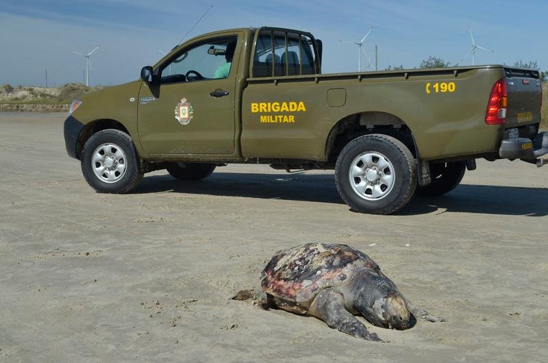 Tartaruga foi um dos animais encontrados mortos