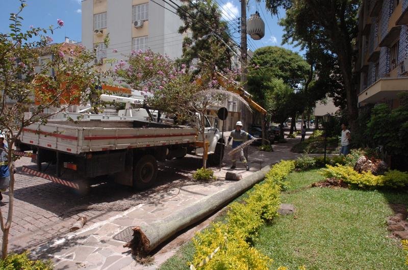 Coqueiro caiu sobre rede de alta tens&atilde;o no bairro Menino Deus