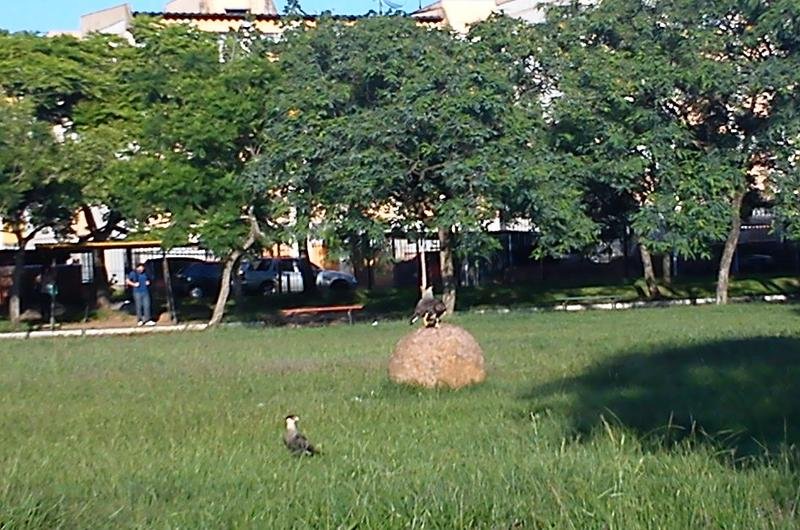 Aves foram vista no Parque Mascarenhas de Moraes