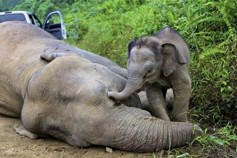 Foto do filhote tentando despertar a m&atilde;e comoveu os moradores da regi&atilde;o
