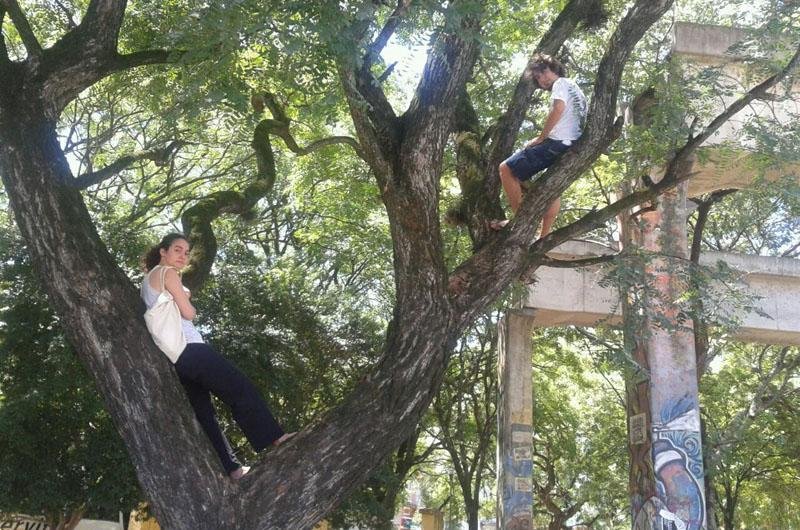 Estudantes subiram em algumas &aacute;rvores para impedir o corte