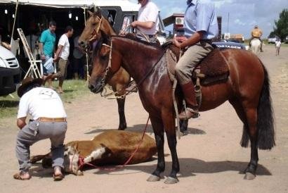 Parte dos animais era arrastada pelo ch&atilde;o