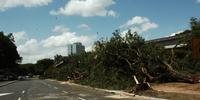 Derrubada de árvores gerou protestos de moradores do Centro