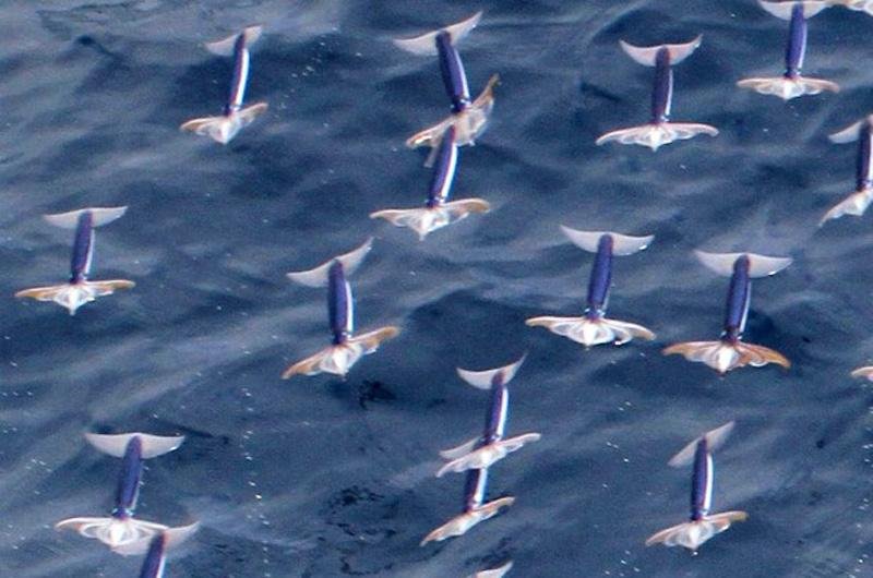Lulas se ejetam do mar lan&ccedil;ando poderosos jatos de &aacute;gua