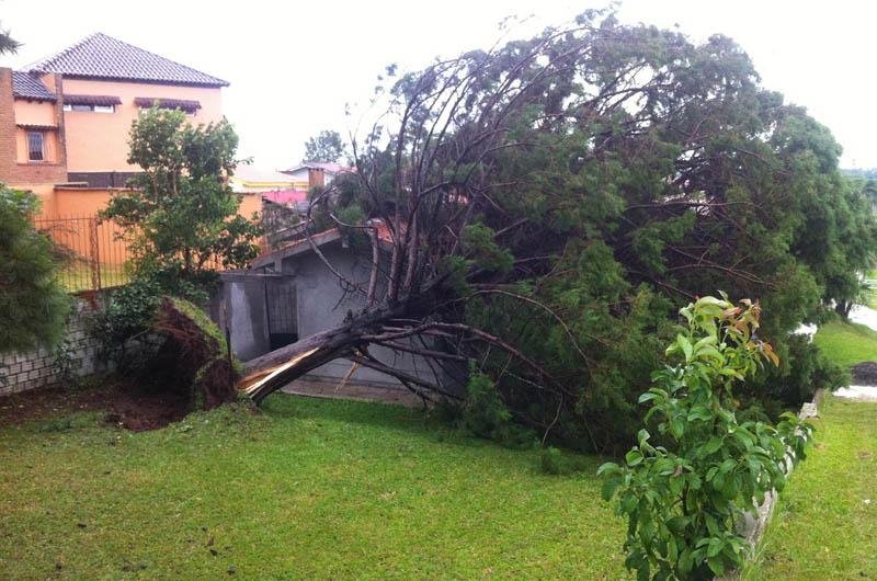 Casa parece min&uacute;scula perto da &aacute;rvore que despencou com o vento