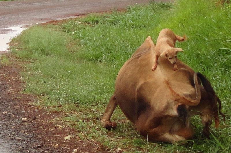 Animais se assustaram com barulho do carro