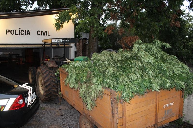 Homem &eacute; preso por cultivar 100 p&eacute;s de maconha no Vale do Taquari