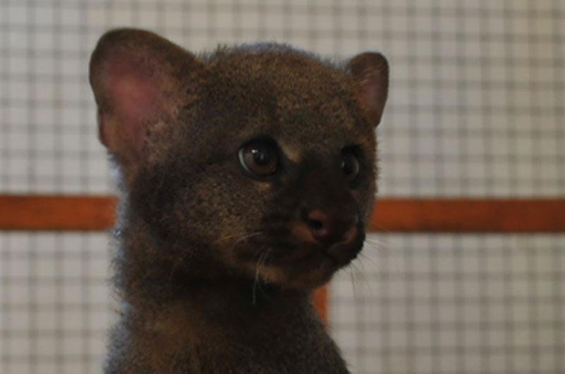 Animal foi criado at&eacute; o quarto m&ecirc;s de vida por um casal de veterin&aacute;rios