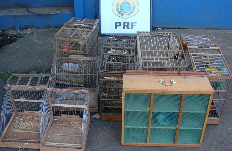 Cinco p&aacute;ssaros silvestres s&atilde;o apreendidos em Montenegro