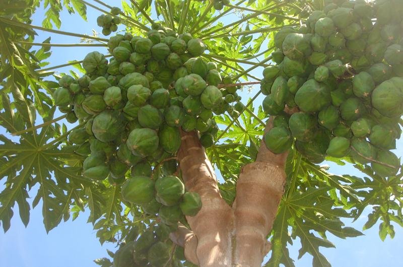 Mamoeiro produziu 400 frutos