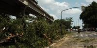Manifesto ocorreu em fevreiro quando 14 árvores foram derrubadas