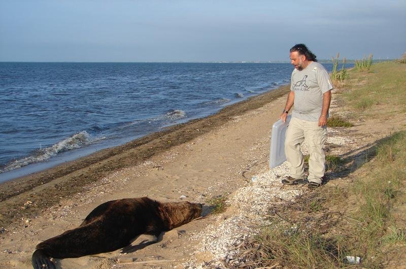 Um le&atilde;o-marinho repousa pr&oacute;ximo &agrave; col&ocirc;nia de pescadores Z-3, no Laranjal, em Pelotas
