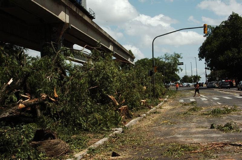 Prefeitura decide que cortes de &aacute;rvores ser&atilde;o compensados com replantio
