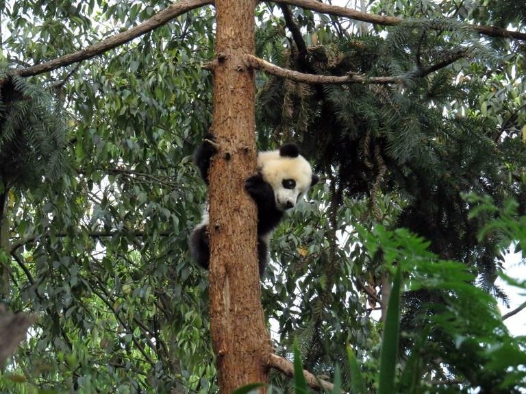 Terremoto assusta pandas na China 