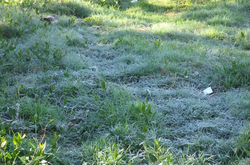 Erechim registrou a primeira geada do ano