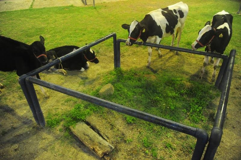 Edi&ccedil;&atilde;o de 2013 conta com 1900 animais inscritos