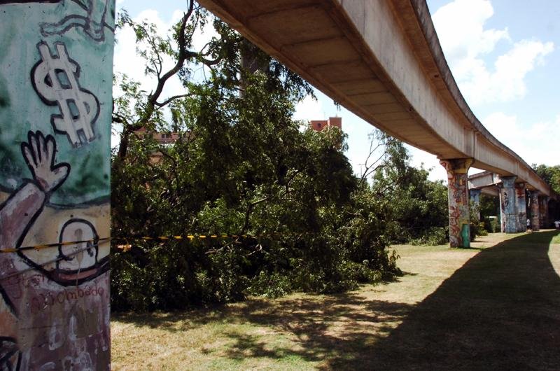 Mais 100 &aacute;rvores devem ser cortadas na avenida Edvaldo Pereira Paiva