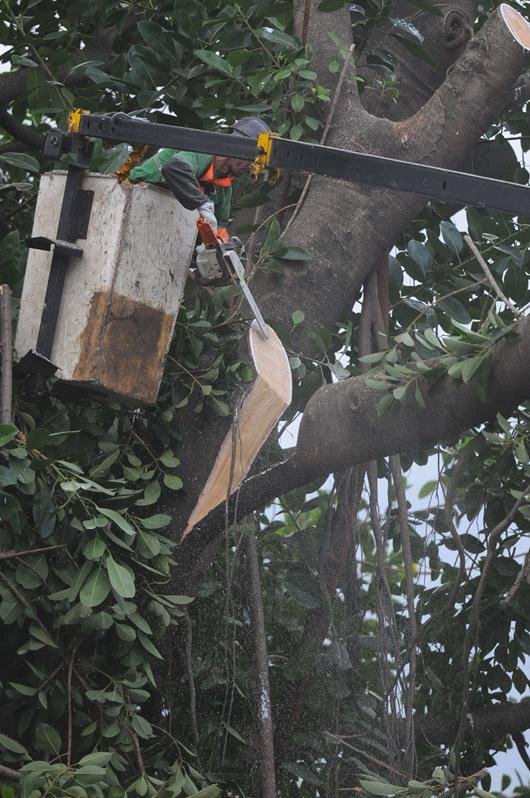 Capital promete providenciar&aacute; o plantio de 401 novas &aacute;rvores, das quais 130 j&aacute; foram plantadas na &aacute;rea