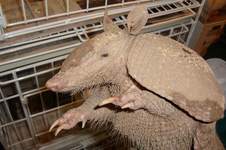 Tatu ser&aacute; devolvido ao ambiente natural ap&oacute;s se recuperar
