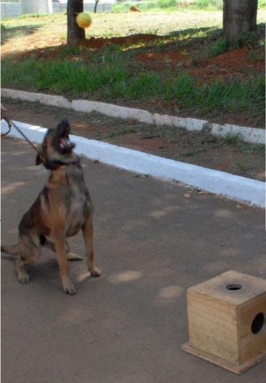 Outros tr&ecirc;s cachorros do BOE s&atilde;o treinados