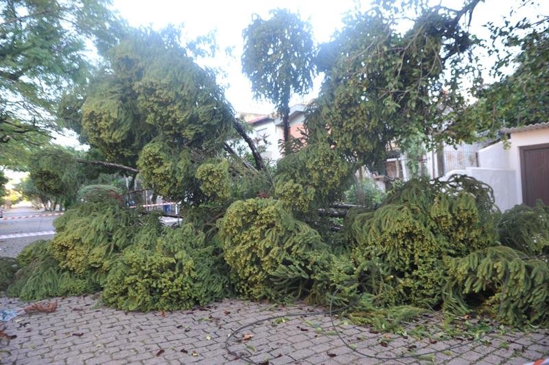 &Aacute;rvore caiu no bairro Menino Deus com for&ccedil;a do vento