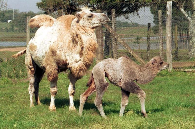 Pampas Safari completa 36 anos neste domingo