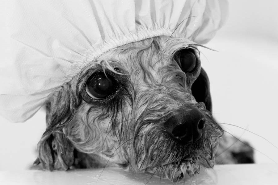 Mostra de fotos revela express&otilde;es de c&atilde;es no banho