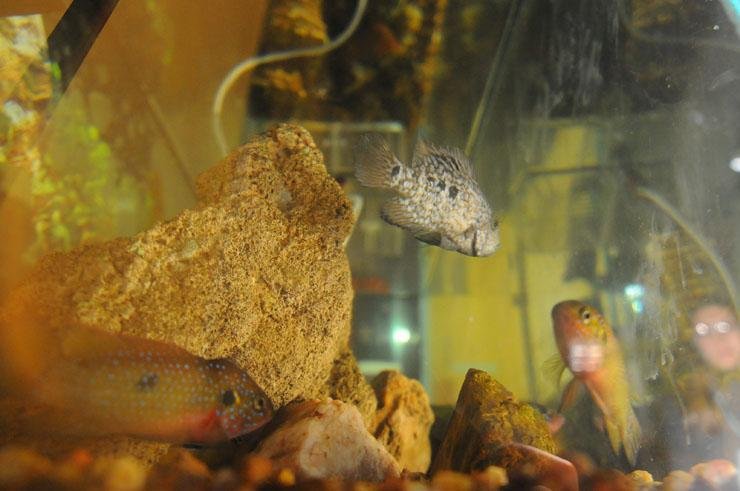 Loja no Mercado P&uacute;blico abriga 800 peixes de esp&eacute;cies raras