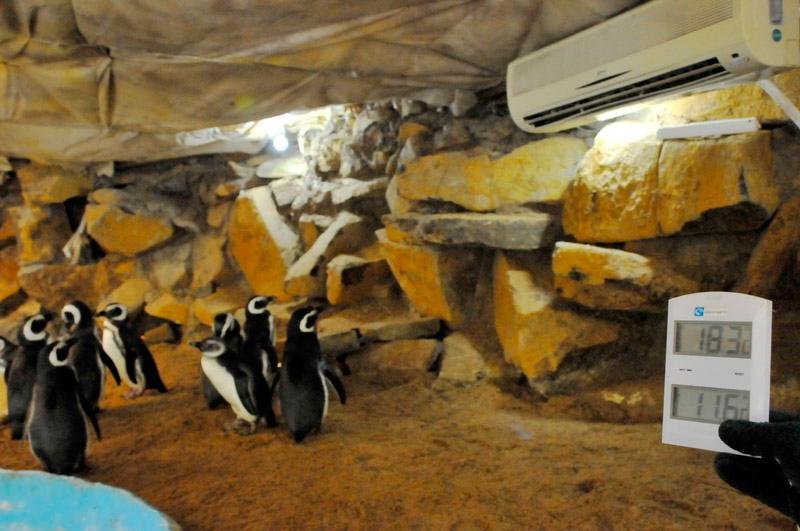 O veterin&aacute;rio explica que o pinguim-de-magalh&atilde;es n&atilde;o vive no frio extremo