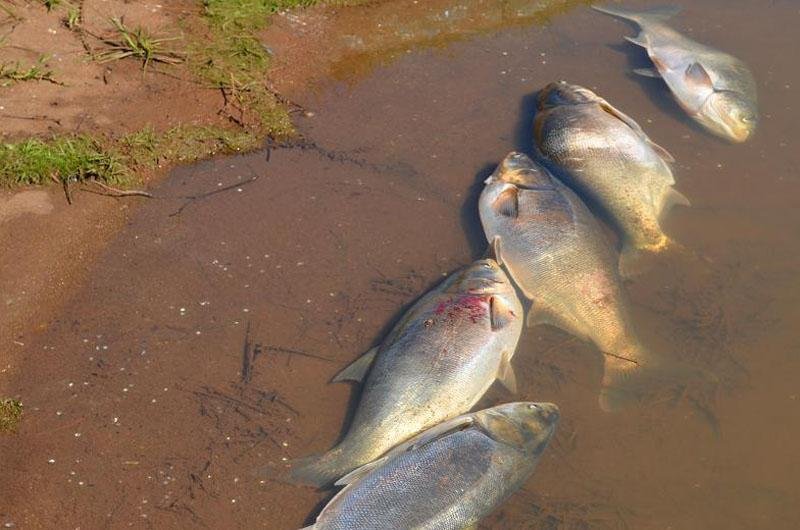 UPF investiga mortes de peixes em Erechim