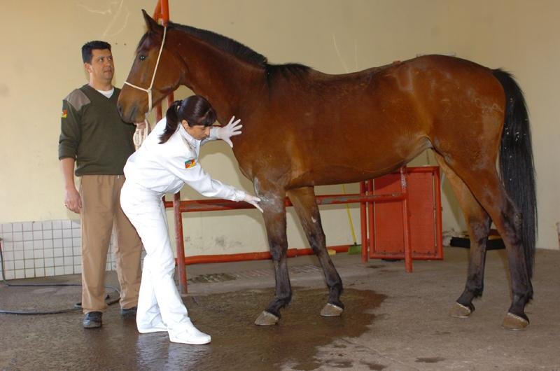Capit&atilde; Fernanda afirmou que 49 animais ficaram feridos
