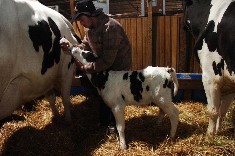 Filha da vaca Nartela, animal recebeu dos funcion&aacute;rios da cabanha cinco mamadeiras de leite