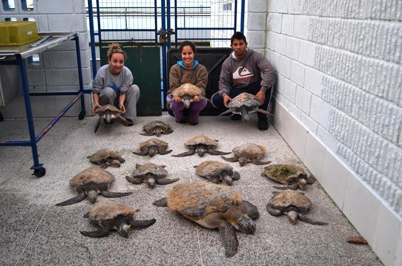 Equipe encontra 35 tartarugas em praia ga&uacute;cha
