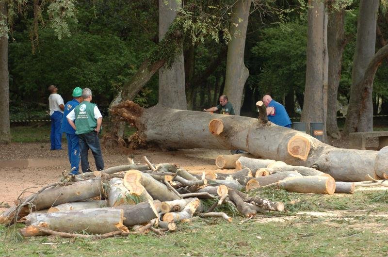 &Aacute;rvore desabou na Reden&ccedil;&atilde;o e matou um homem de 64 anos