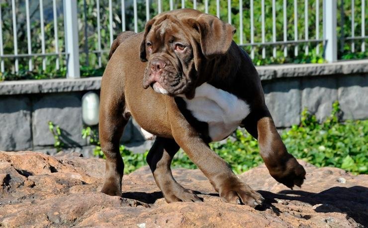 Buldogues s&atilde;o c&atilde;es de grande versatilidade