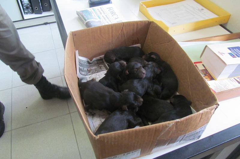 Onze c&atilde;es foram resgatados pela Brigada Militar