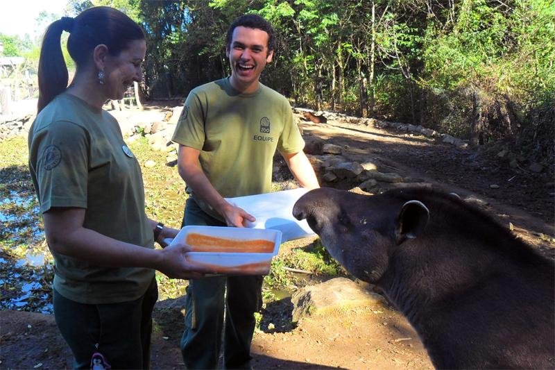 Animais se divertem usando pequena tromba para espalhar tintas no Gramadozoo