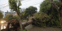 Recentemente uma árvore caiu no Parque da Redenção deixando uma vítima