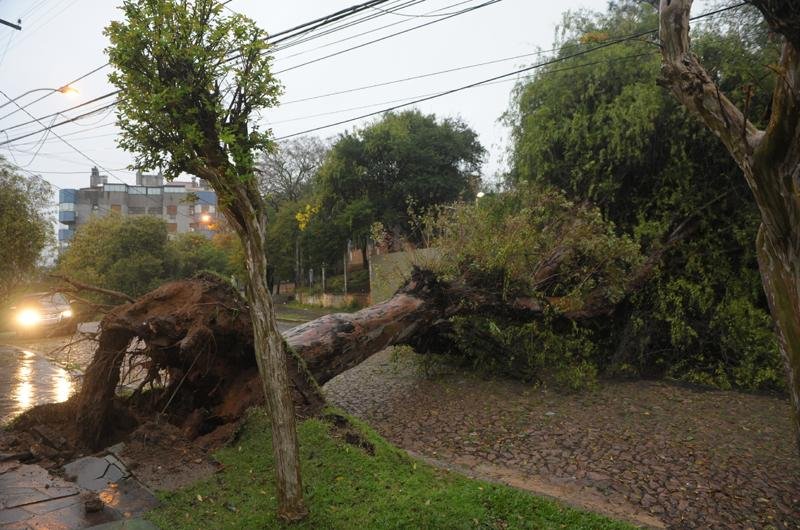 Recentemente uma &aacute;rvore caiu no Parque da Reden&ccedil;&atilde;o deixando uma v&iacute;tima