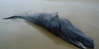 Filhote de baleia Jubarte é encontrado morto em Quintão