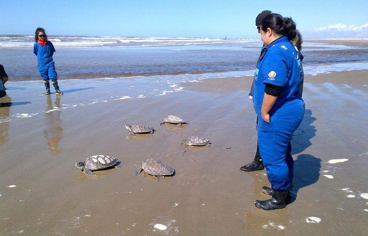 Doze tartarugas marinhas foram recolocadas no mar do balne&aacute;rio Cassino