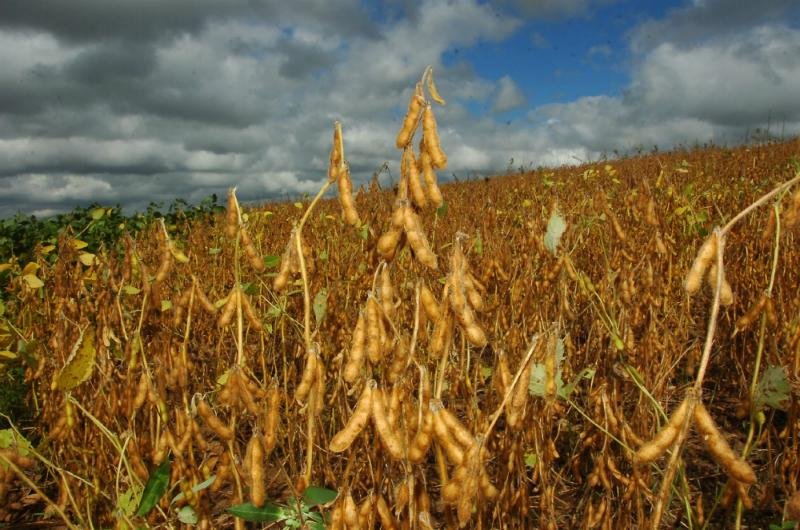 Brasil prepara plano de expans&atilde;o agr&iacute;cola